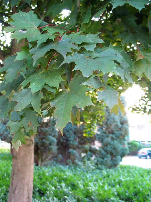 Norway Maple
